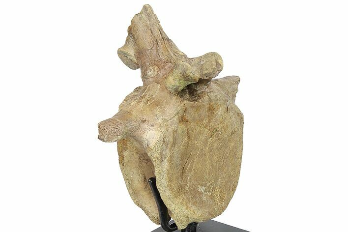 Fossil Hadrosaur (Brachylophosaurus) Dorsal Vertebra - Montana #134545